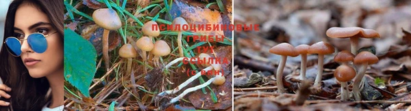 PSILOCYBIN Богородицк